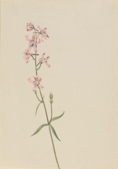 Untitled - Flower Study, n. 1900-1930. tekijältä Mary Vaux Walcott