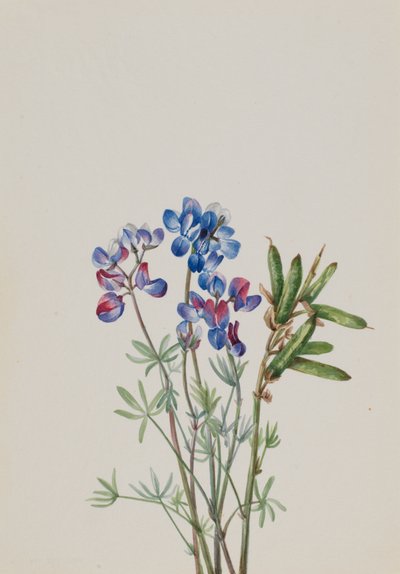 Untitled - Flower Study, n. 1900-1930. tekijältä Mary Vaux Walcott