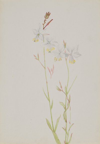 Untitled - Flower Study, n.d. tekijältä Mary Vaux Walcott
