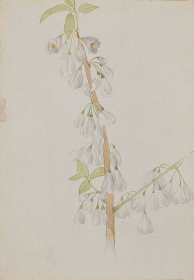 Sense títol--Estudi de flors, n.d. finlandès tekijältä Mary Vaux Walcott