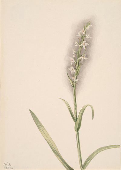 Nimetön - Kasvitutkimus, 1904. tekijältä Mary Vaux Walcott