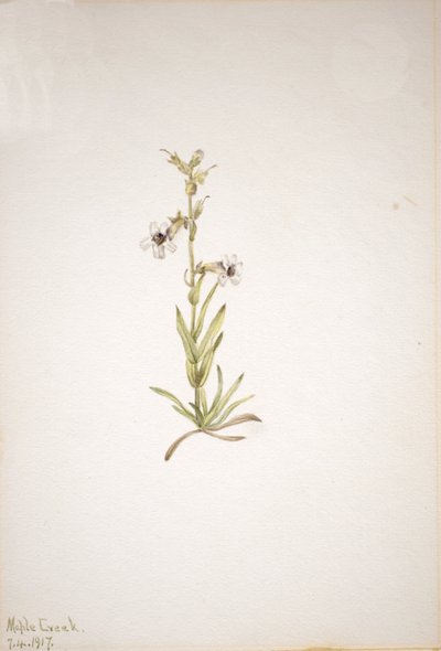 Nimetön - Kasvitutkimus, 1917. tekijältä Mary Vaux Walcott