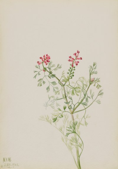 Nimetön - Kasvitutkimus, 1922. tekijältä Mary Vaux Walcott