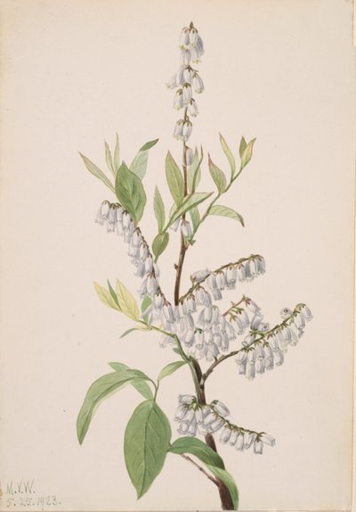 Nimetön - Kasvitutkimus, 1923. tekijältä Mary Vaux Walcott