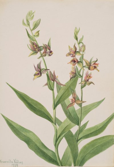 Nimetön - Kasvitutkimus, 1929. tekijältä Mary Vaux Walcott