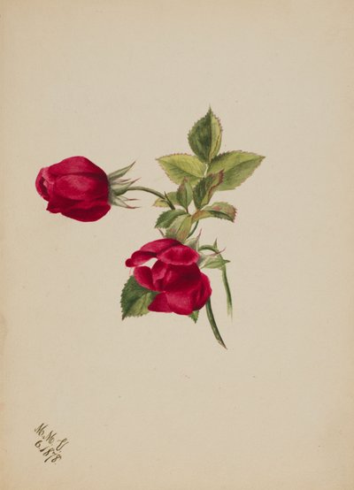 Nimetön - Rose, 1878. tekijältä Mary Vaux Walcott