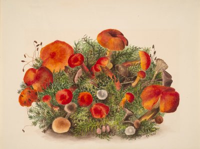 Nimetön - Tutkimus sienistä, 1880. tekijältä Mary Vaux Walcott