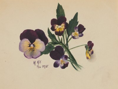 Nimetön (orvokit) tekijältä Mary Vaux Walcott