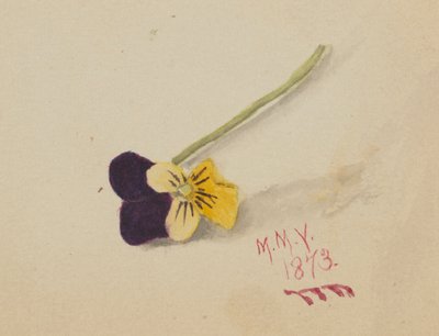 Nimetön (Pansy) tekijältä Mary Vaux Walcott