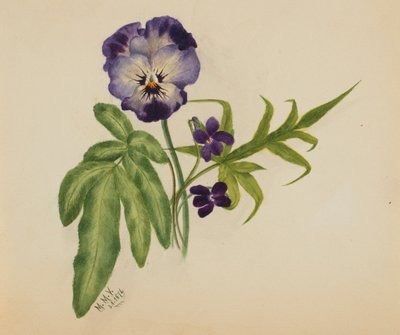 Nimetön (Pansy) tekijältä Mary Vaux Walcott