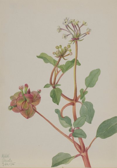 Nimetön (Tripterocalyx pedunculatus) tekijältä Mary Vaux Walcott