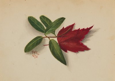 Untitled tekijältä Mary Vaux Walcott