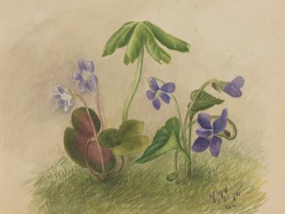 Untitled tekijältä Mary Vaux Walcott