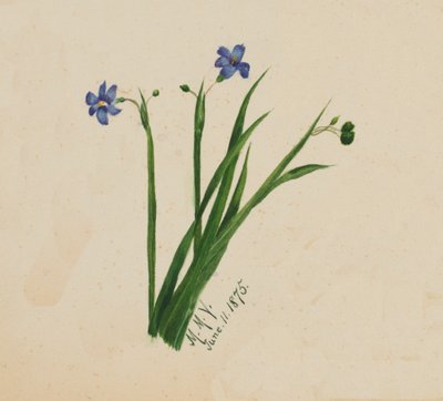 Nimetön, 1875. tekijältä Mary Vaux Walcott
