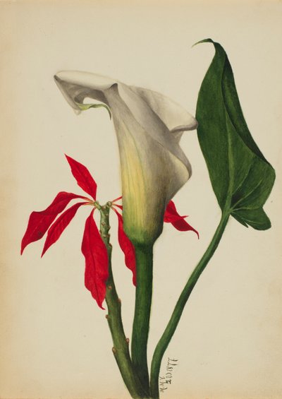 Nimetön Calla Lily, 1877. tekijältä Mary Vaux Walcott