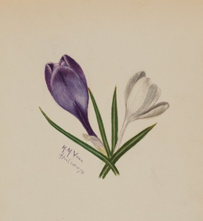 Nimettömät krookukset, 1874. tekijältä Mary Vaux Walcott