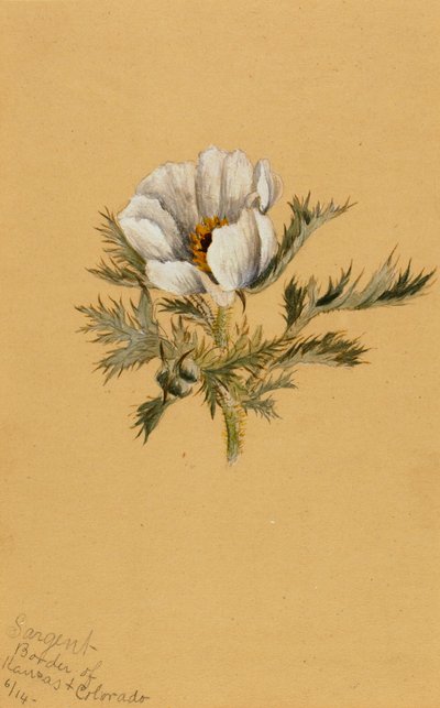 Nimetön kukkatutkimus, 1883. tekijältä Mary Vaux Walcott