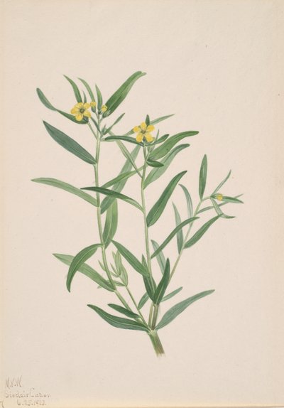 Nimetön kukkatutkimus, 1923. tekijältä Mary Vaux Walcott