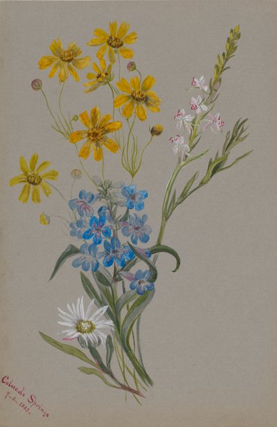 Nimetön, kukkaryhmä, 1883. tekijältä Mary Vaux Walcott