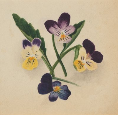 Nimettömät orvokkit, 1874. tekijältä Mary Vaux Walcott