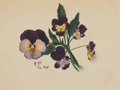 Nimettömät orvokkit, 1875. tekijältä Mary Vaux Walcott
