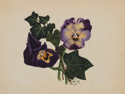Nimetön orvokki ja muratti, 1876. tekijältä Mary Vaux Walcott