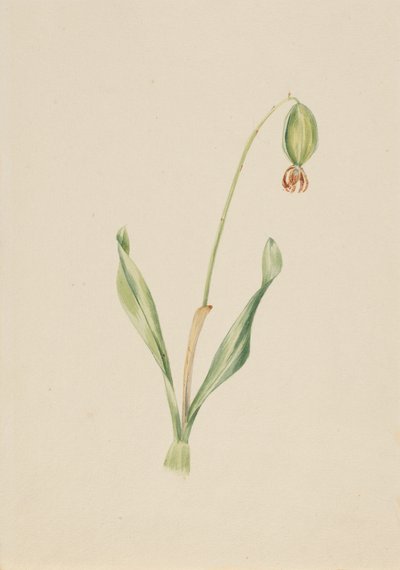 Nimetön kasvitutkimus, n. 1930-luvun alku. tekijältä Mary Vaux Walcott