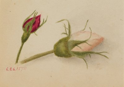 Nimetön Rosebuds, 1874. tekijältä Mary Vaux Walcott