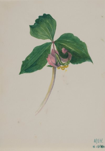 Nimetön, n. 1920. tekijältä Mary Vaux Walcott