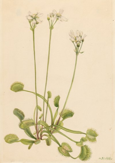 Venuksen kärpäsloukku Dionaea muscipula, 1918. tekijältä Mary Vaux Walcott