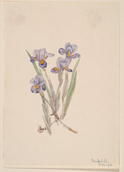 Kevätkukka (Iris verna) tekijältä Mary Vaux Walcott
