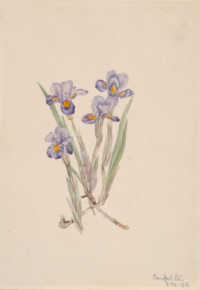 Kevät Iris Iris verna, 1918. tekijältä Mary Vaux Walcott