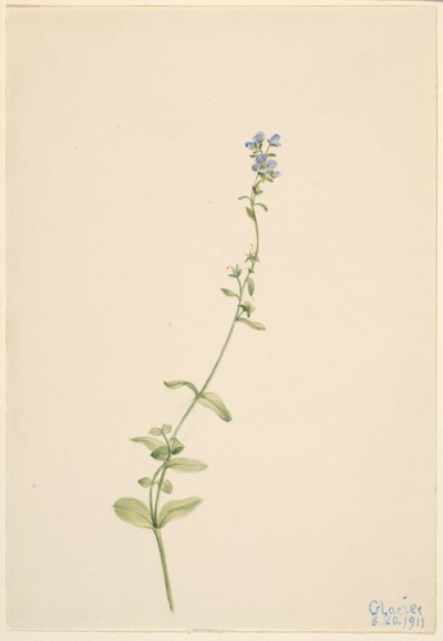 Veronica serpyllifolia tekijältä Mary Vaux Walcott