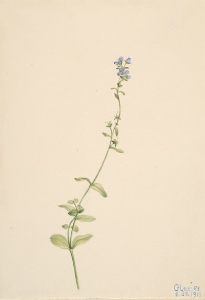 Veronica serpyllifolia, 1911. tekijältä Mary Vaux Walcott