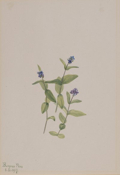 Veronica wormskjoldii, 1917. tekijältä Mary Vaux Walcott