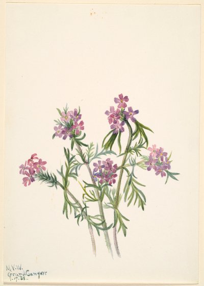 Verbena wrightii (Verbena wrightii) tekijältä Mary Vaux Walcott