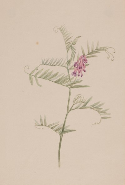 Vicia americana tekijältä Mary Vaux Walcott