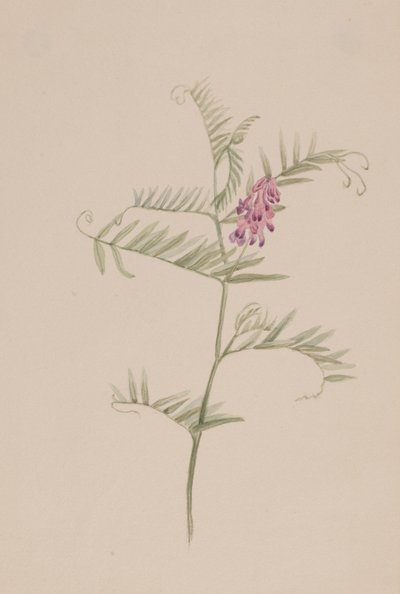 Amerikkalainen virna, n. 1917-1918. tekijältä Mary Vaux Walcott