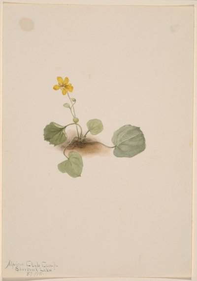 Viola orbiculata tekijältä Mary Vaux Walcott