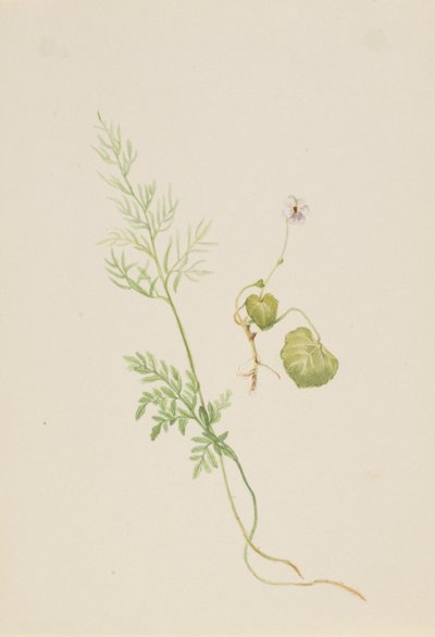 Viola palustris tekijältä Mary Vaux Walcott