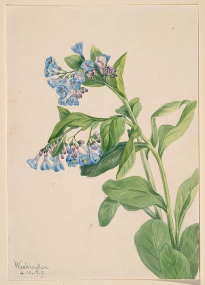 Virginian sinikellot (Mertensia virginica) tekijältä Mary Vaux Walcott