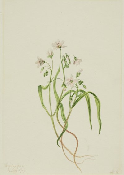 Virginia Springbeauty Claytonia virginica, 1919. tekijältä Mary Vaux Walcott