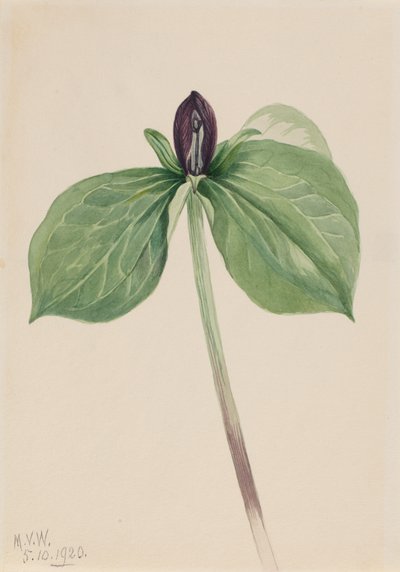Wake-Robin Trillium istumaton, 1920. tekijältä Mary Vaux Walcott