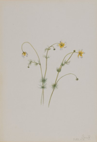 Vesi-variksenjalka (Batrachium trichophyllum) tekijältä Mary Vaux Walcott