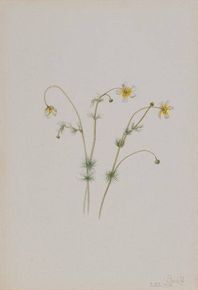 Vesivarsijalka Batrachium trichophyllum, 1918. tekijältä Mary Vaux Walcott