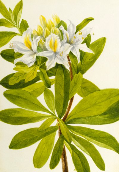Lännen atsalea (Rhododendron occidentale) tekijältä Mary Vaux Walcott