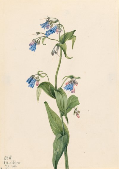 Läntiset sinikellot (Mertensia paniculata) tekijältä Mary Vaux Walcott