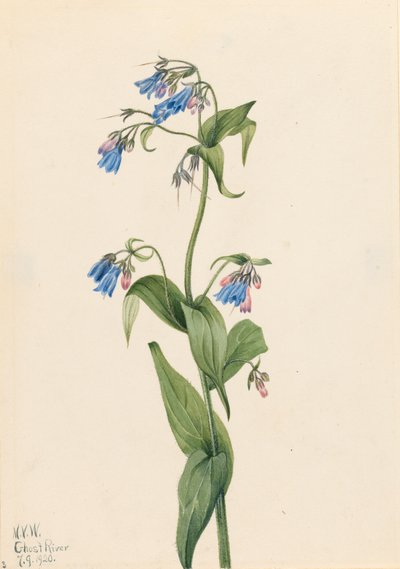 Western Bluebells Mertensia paniculata, 1920. tekijältä Mary Vaux Walcott