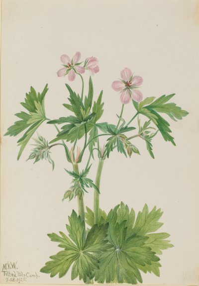 Läntinen kurjenmiekka (Geranium viscosissimum) tekijältä Mary Vaux Walcott