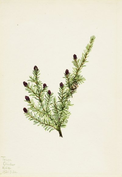 Lännenpihlaja (Tsuga heterophylla) tekijältä Mary Vaux Walcott
